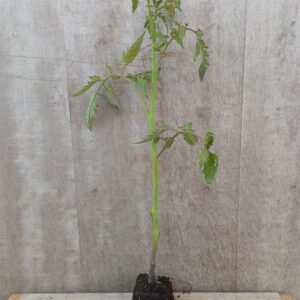 Tomate Cœur de bœuf plant (unité)
