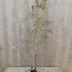 Tomate Noire de Crimée plant (unité)